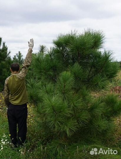Сосна Джеффри (Жеффрея) саженцы, зкс, 2023