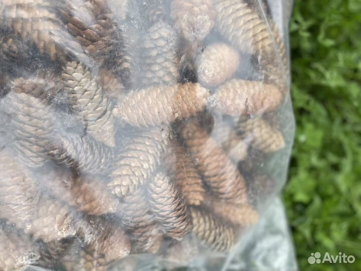 Шишки еловые