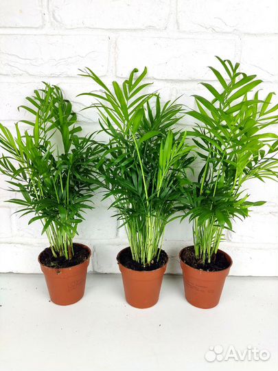 Пальма хамедорея 45 см