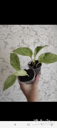 Эпипремнум Себу Блю, н-Джой,Марбл квин