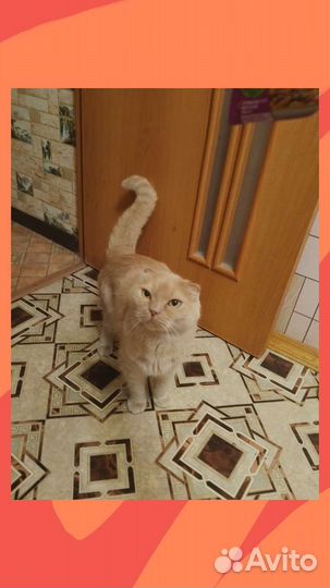 Американский кёрл