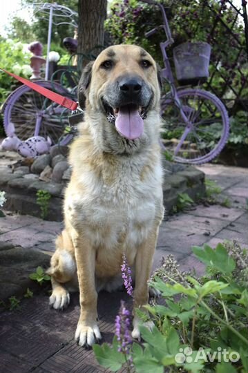 Собака-улыбака Маня 2 года ищет дом