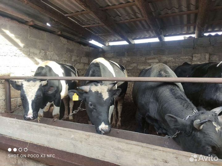Продаются бычки,с откорма,вес450-500кг