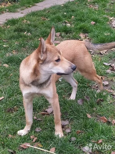 Щенок подросток Лаки ищет дом