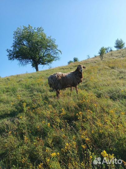 Овцы бараны