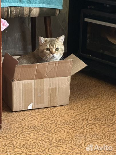 Кот на вязку