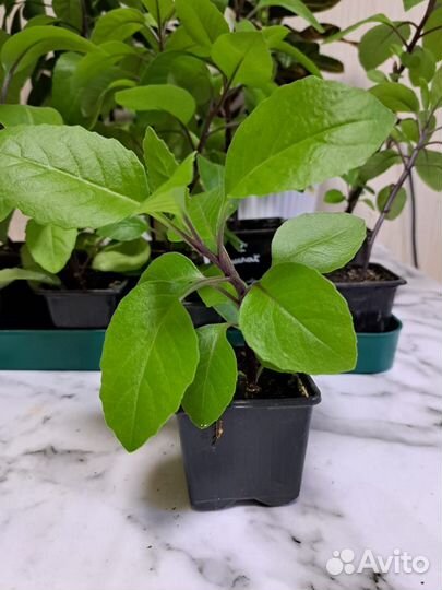 Джинура листья бога