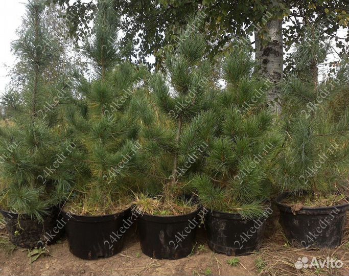 Саженцы кедра от производителя экстра класс