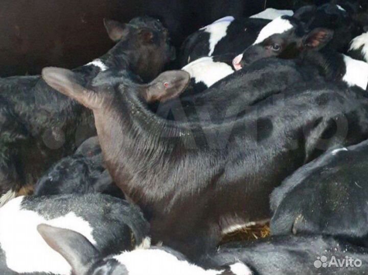 Телята бычки