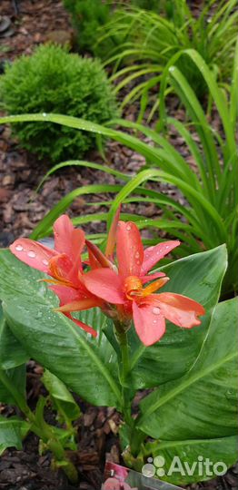 Канна карликовая, гортензия Анабель, лилии