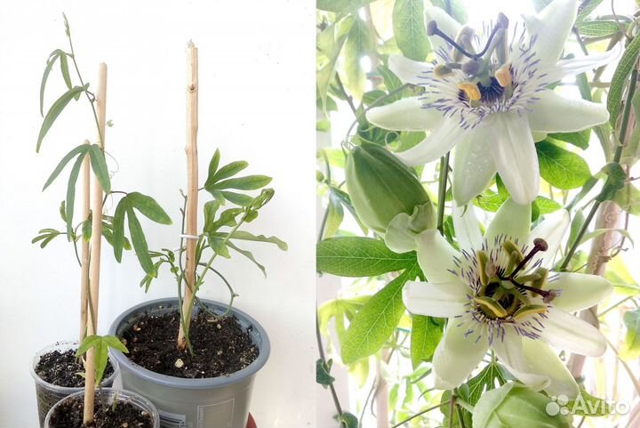 Сеянцы экзот. растений для домашнего выращивания