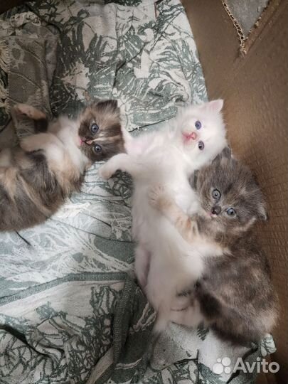 Сибирская кошка