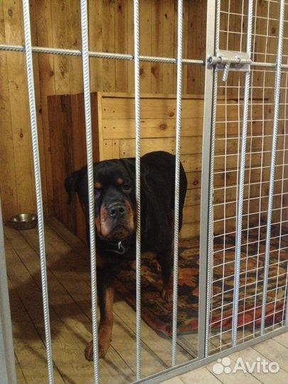 Гостиница для собак, вольерная передержка