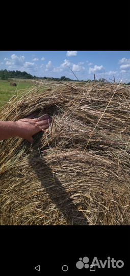 Сено в рулонах