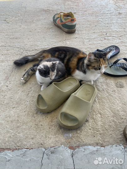 Котенок девочка в добрые руки бесплатно