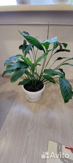 Комнатные цветы