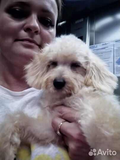 Лабрадудли в Сочи