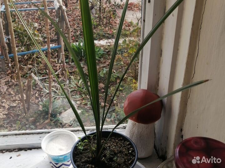 Финиковая пальма из косточки