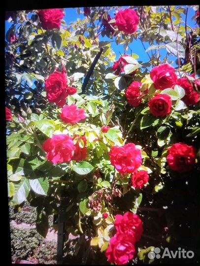 Роза плетистая