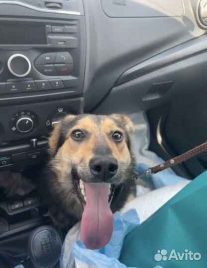 Собака автолюбитель