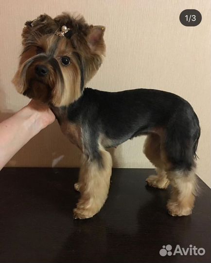 Стрижка собак, кошек без наркоза