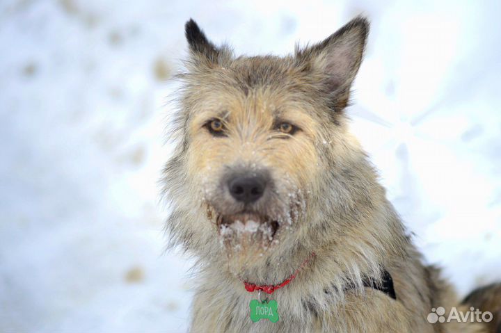 Собака в добрые руки