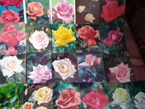 Открытки СССР цветы розы и другие фото Матанова