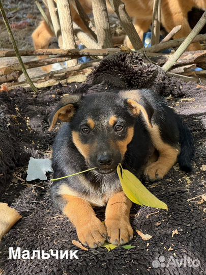 Щенки бесплатно