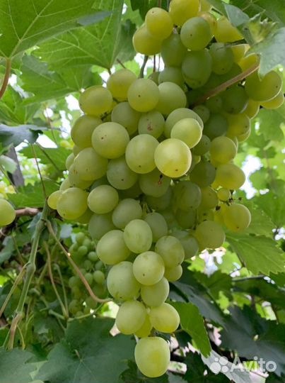 Рассада винограда