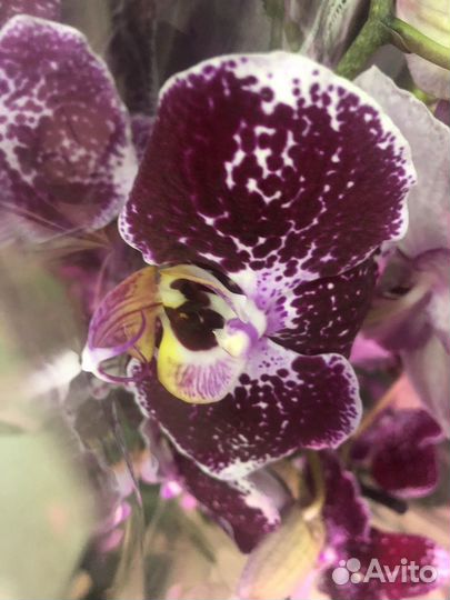 Крупные и сортовые фаленопсисы