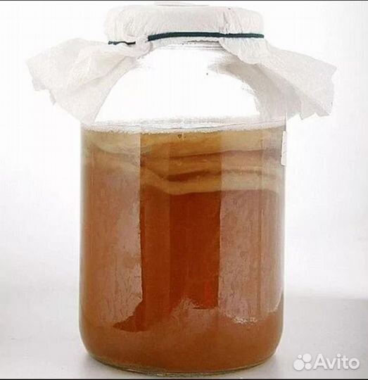 Чайный гриб