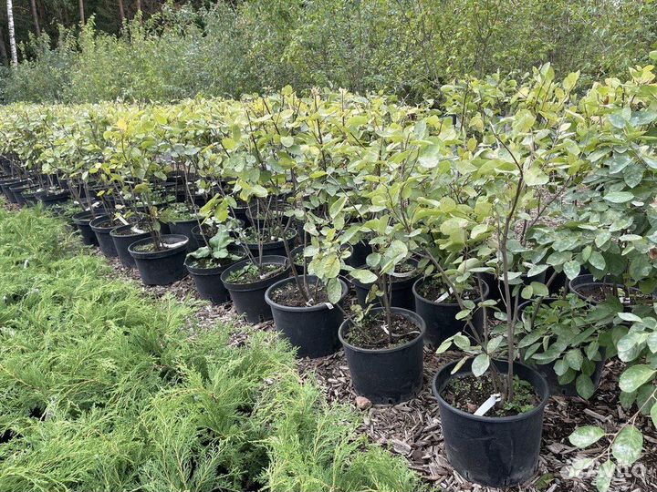 Боярышник сливолистный Crataegus x prunifolia