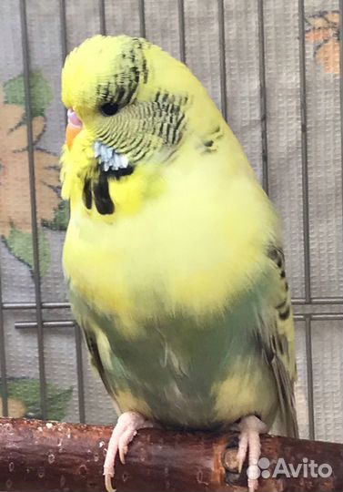 Выставочный волнистый попугай