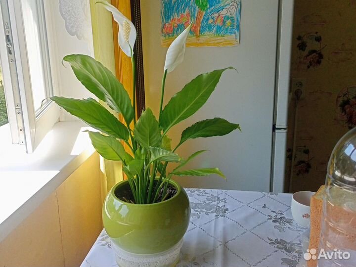 Спацифилум