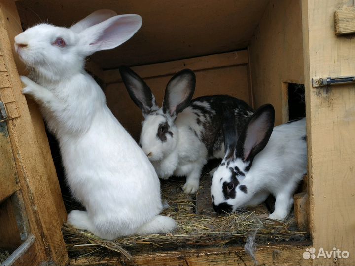 Кролики разных пород