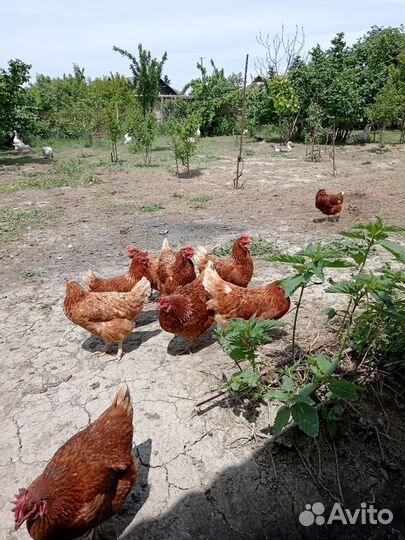 Куры и индюшата