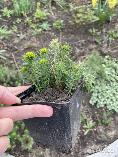 Молочай кипарисовый