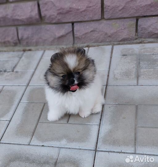 Малый немецкий шпиц