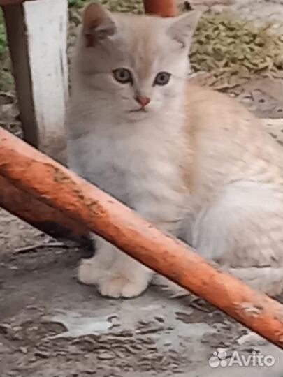 Котята в добрые