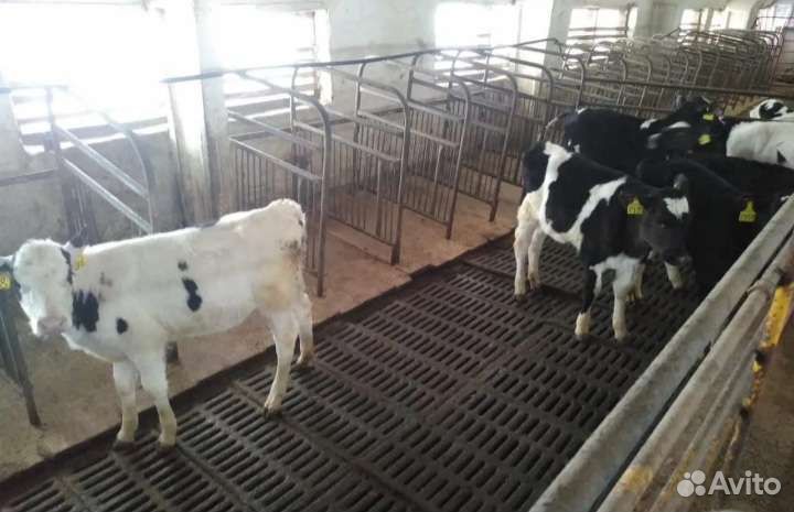 Телята бычки