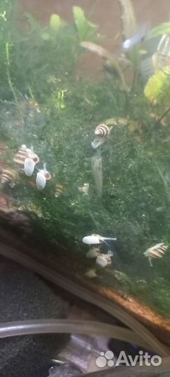 Аквариумная живность Моллинезия Лимия Лава