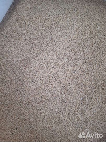 Семена Амаранта