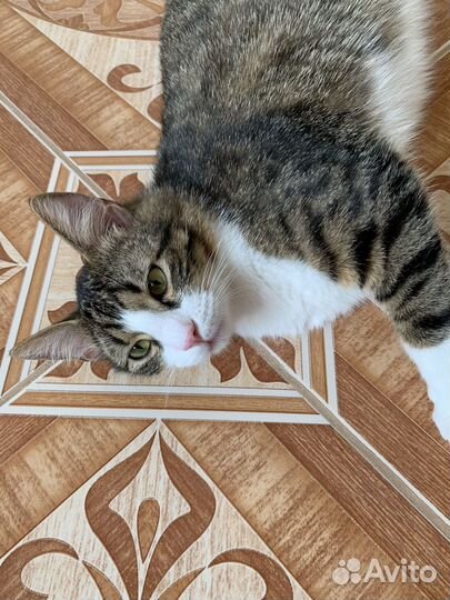 Кот Барсук-Малыш