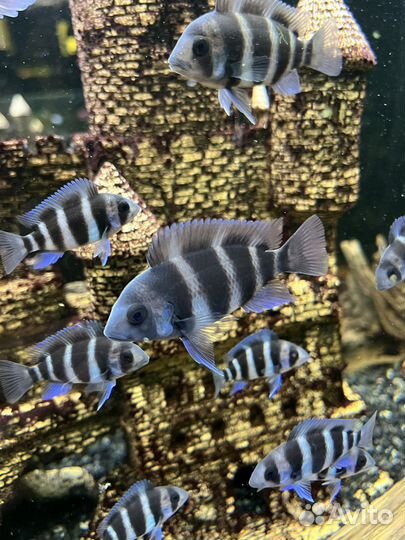 Фронтоза рыбки аквариумные