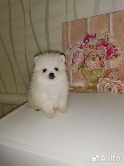 Щенки шпица