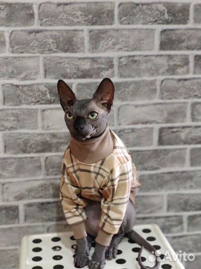 Одежда для сфинкса