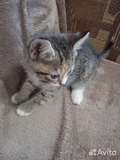 Котята кушают сами ходят в лоток