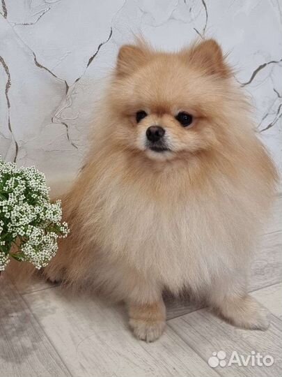 Вязка Померанский той шпиц тип мишка