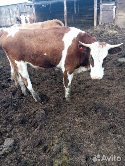 Быки, коровы