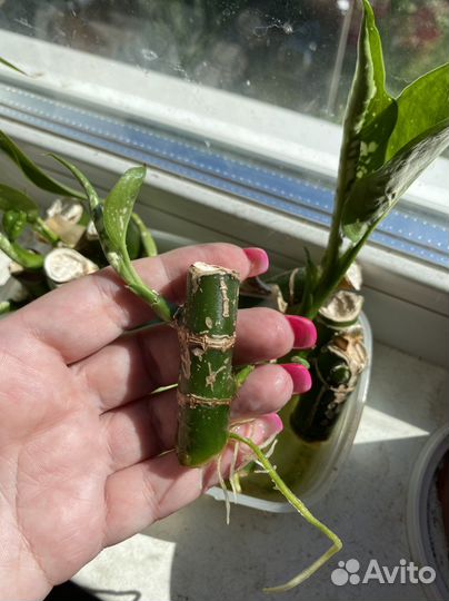 Комнатные растения